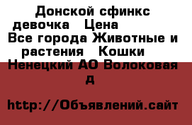 Донской сфинкс девочка › Цена ­ 15 000 - Все города Животные и растения » Кошки   . Ненецкий АО,Волоковая д.